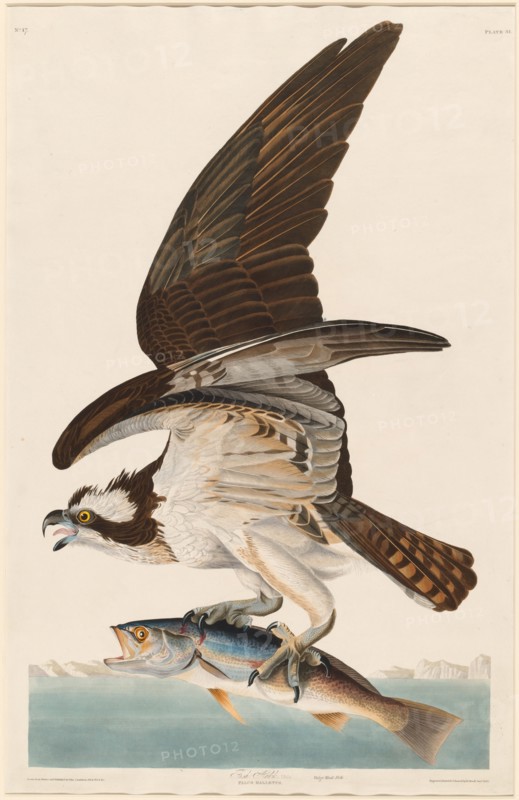 Fish Hawk, 1830.