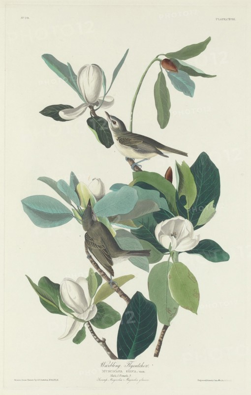 Warbling Flycatcher, 1831.