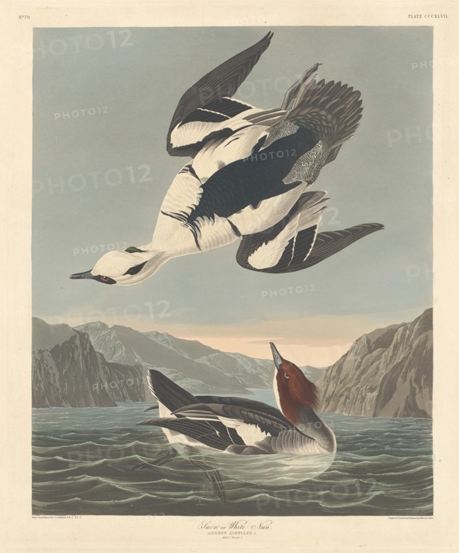 Smew or White Nun, 1836.