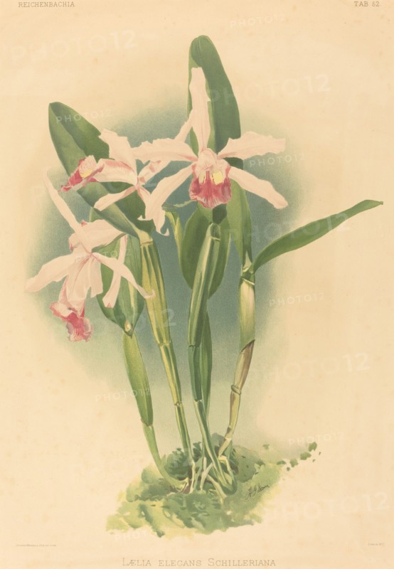 Laelia Elegans Schilleriana.