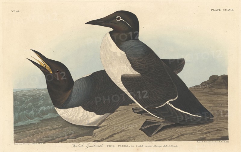 Foolish Guillemot, 1834.