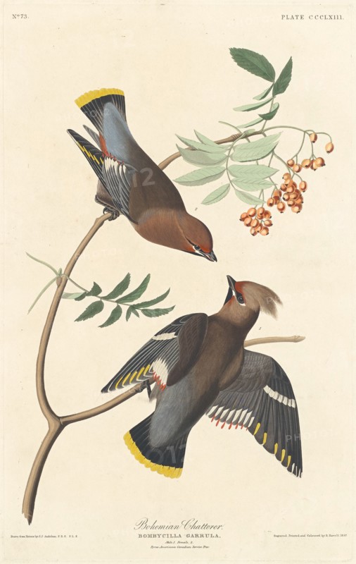 Bohemian Chatterer, 1837.