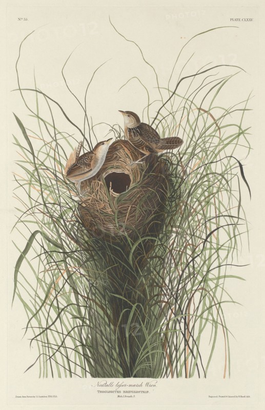 Nuttall's Lesser Marsh Wren, 1833.