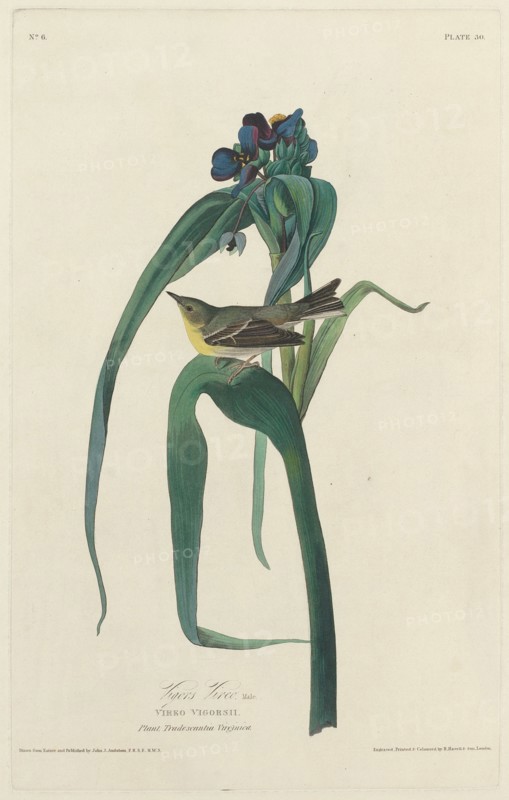 Vigors Vireo, 1828.