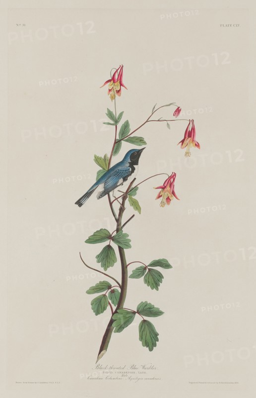 Black-throated Blue Warbler, 1832.