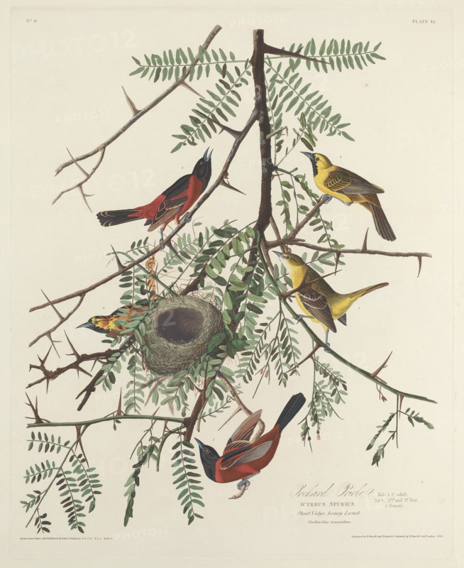 Orchard Oriole, 1828.