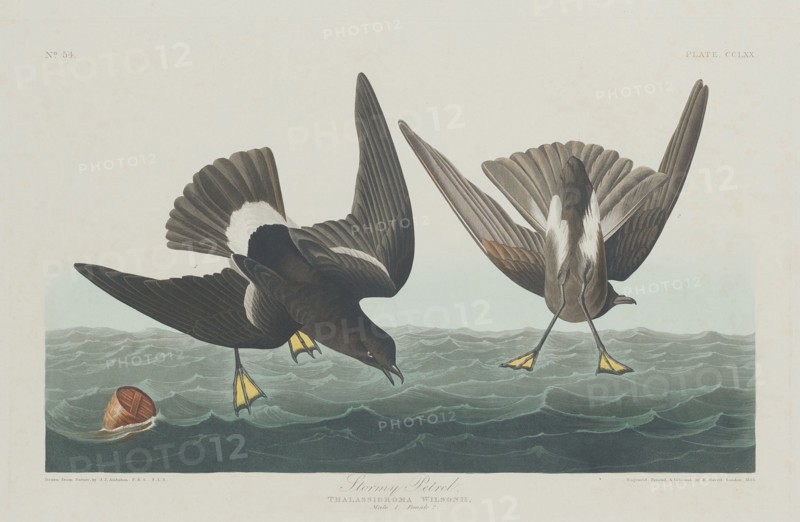 Stormy Petrel, 1835.