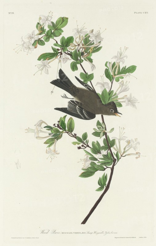 Wood Pewee, 1831.