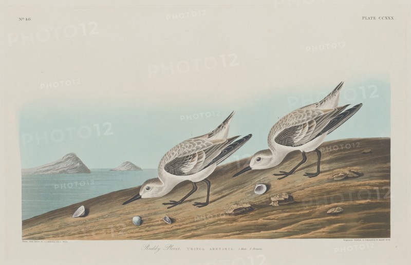 Ruddy Plover, 1834.