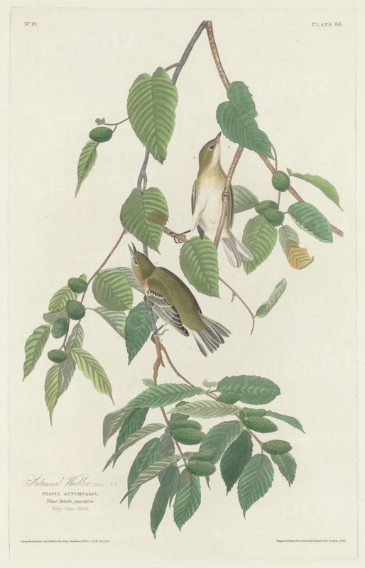 Autumnal Warbler, 1830.