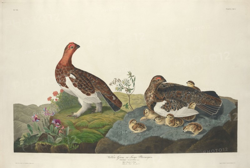 Willow Grous, 1834.