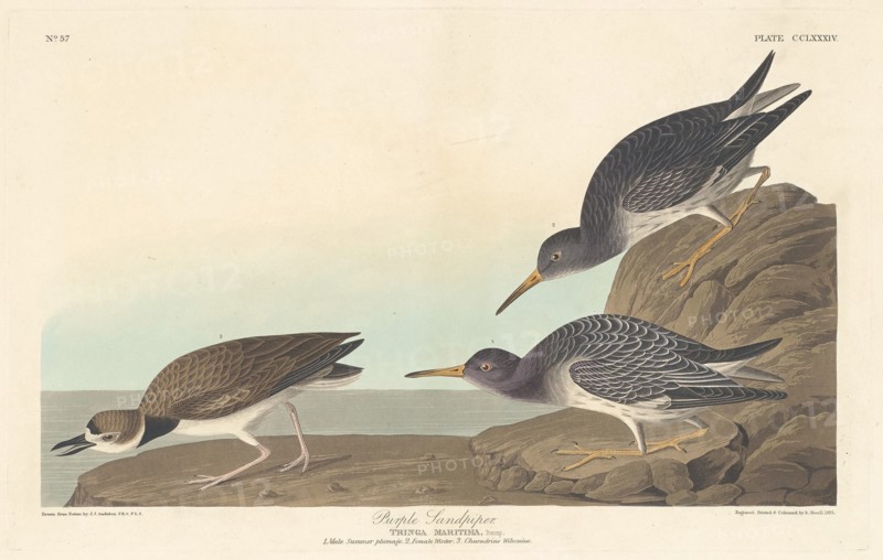 Purple Sandpiper, 1835.
