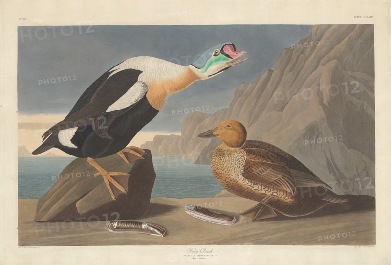 King Duck, 1835.