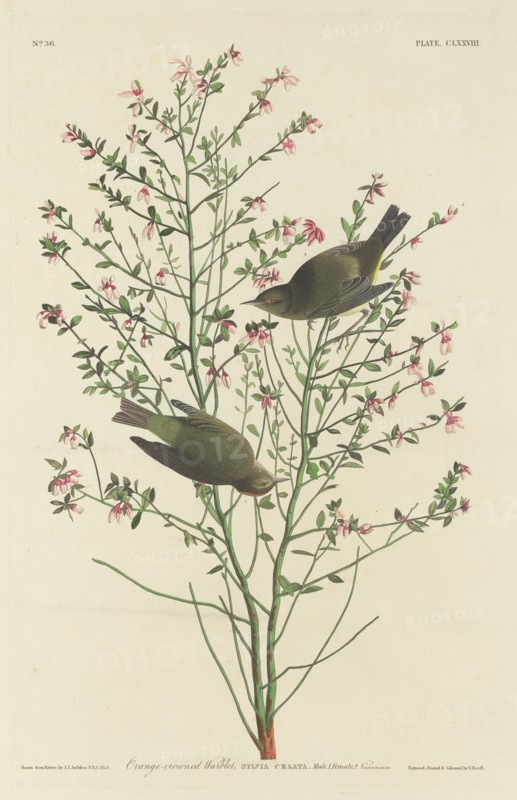 Orange-crowned Warbler, 1833.
