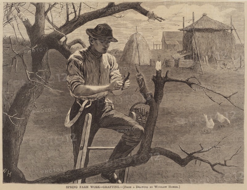 Spring Farm Work - Grafting, published 1870.