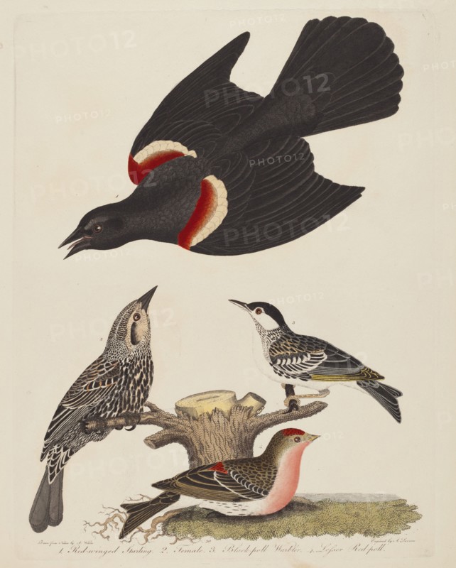 Red-winged Starling, Female Red-winged Starling, Black-poll Warbler, and Lesser Red-poll, published 1808-1814.