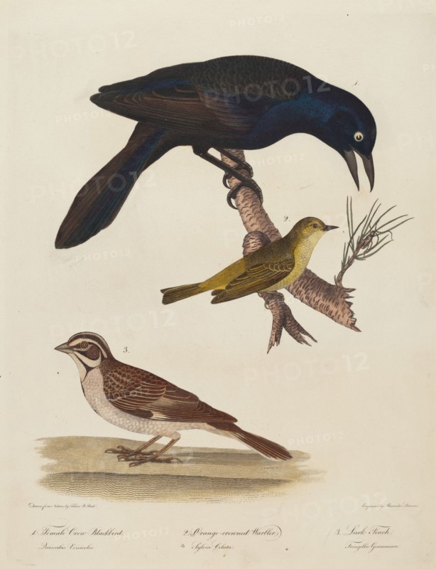 Female Crow Blackbird, Orange-Crowned Warbler, Lark Finch.