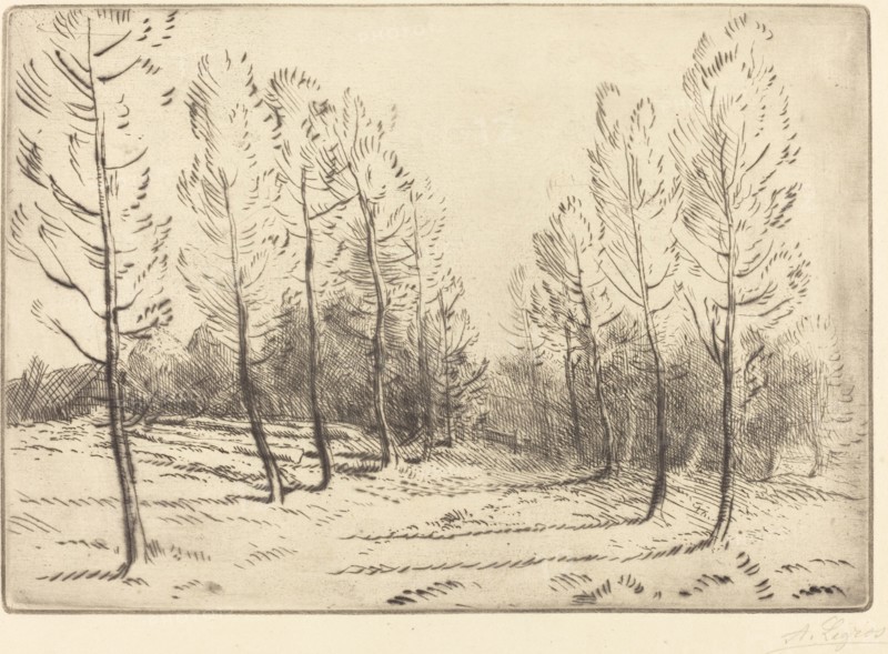 Avenue of Poplars (L'allee de peupliers).
