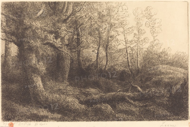 In the Forest (Lisiere de foret).