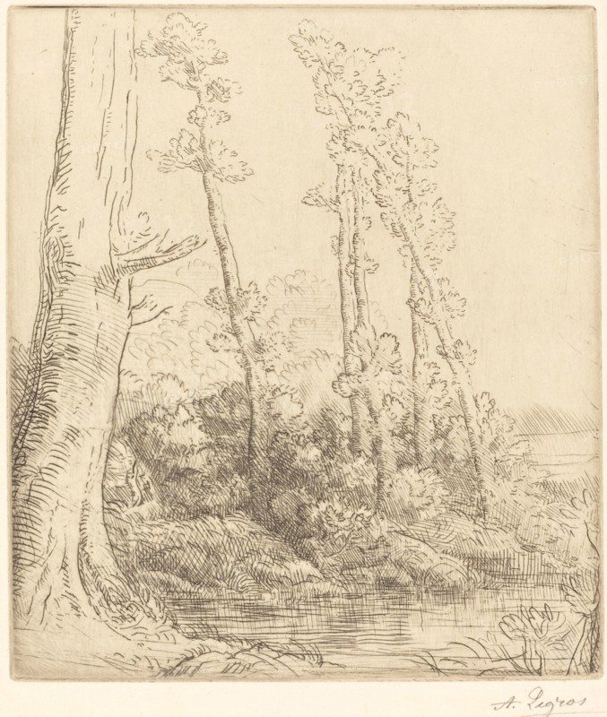 Little Pond (La petite mare).