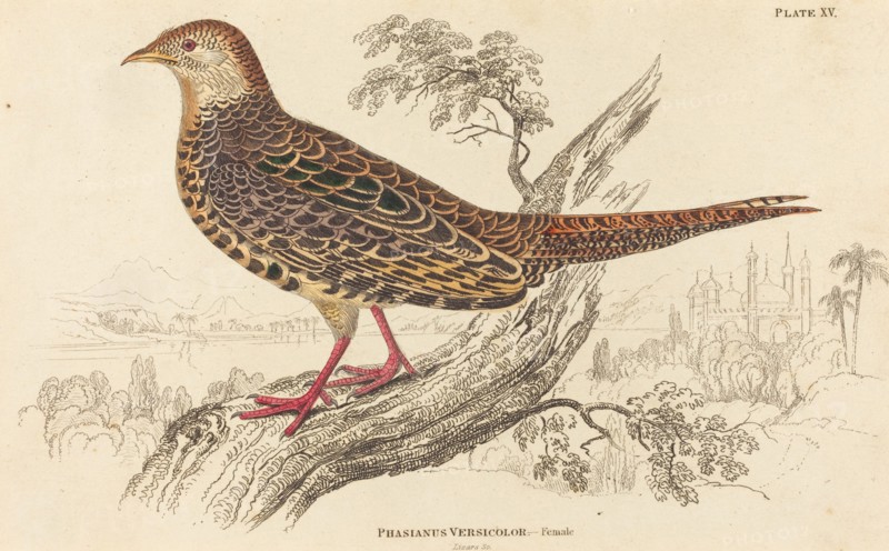 Phasianus Versicolor - Female.