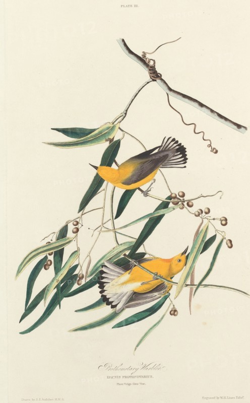 Prothonotary Warbler, 1827. [Dacnis protonotarius. Plant Vulgo Cane Vine].