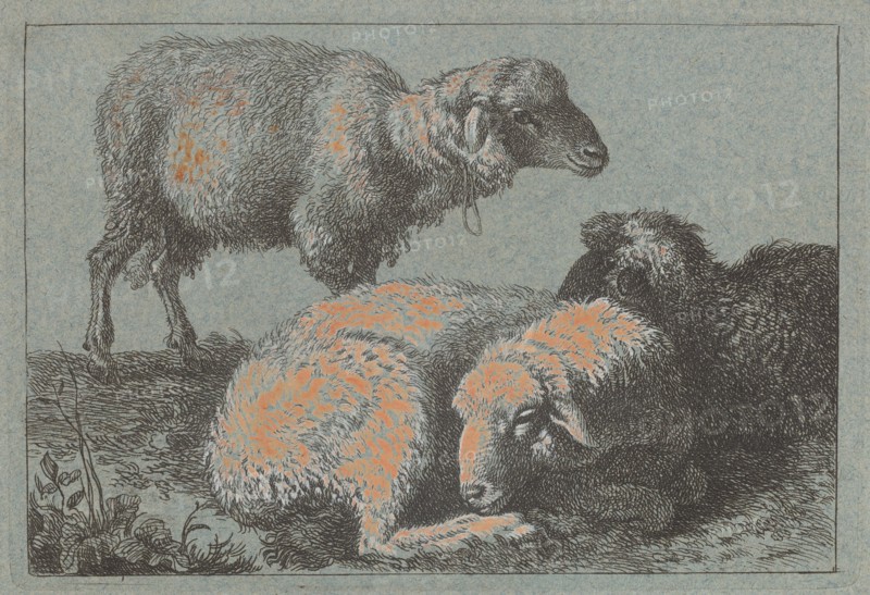 Two Reclining Sheep and One Standing Sheep, 1757/1758.