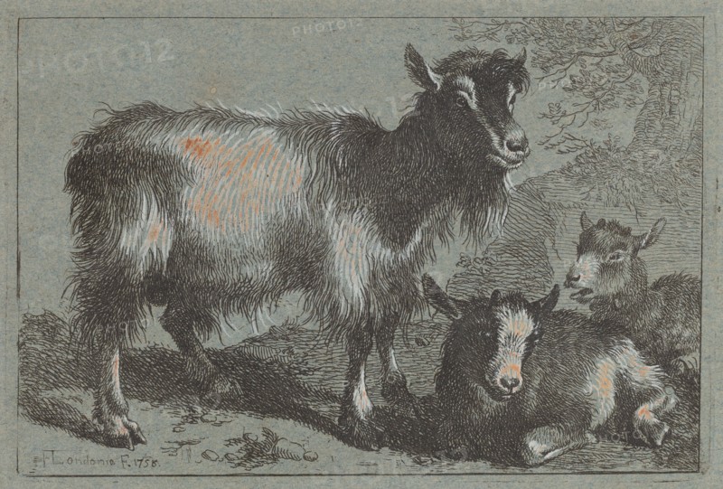 Goat and Two Kids, 1758.