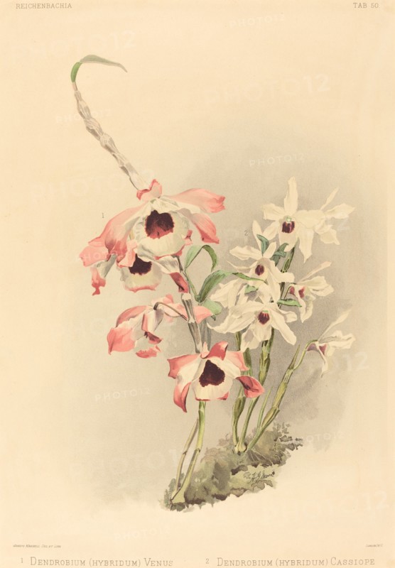 Dendrobium (Hybridium) Venus and Dendrobium (Hybridium) Cassiope.