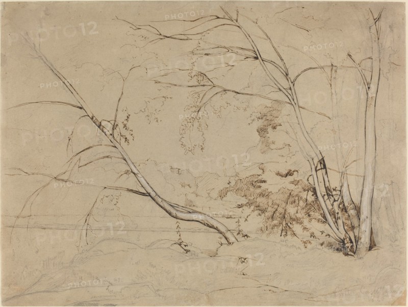 Clump of Trees at Civita Castellana, 1826.