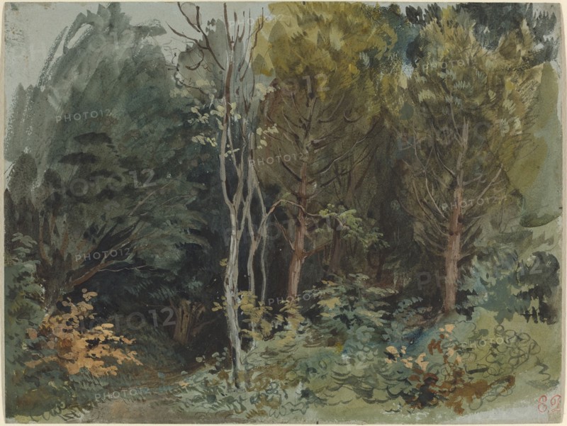 The Edge of a Wood at Nohant, c. 1842/1843.