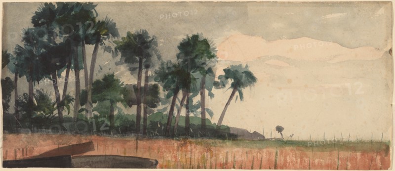 Palm Trees, Red, 1890.
