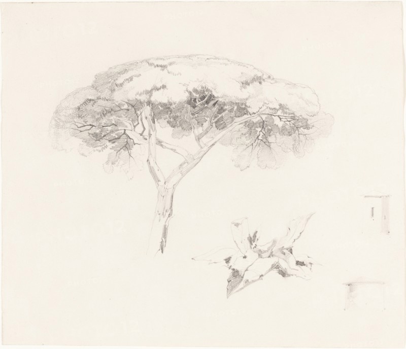 Umbrella Pine and Other Studies, 1839/1845.