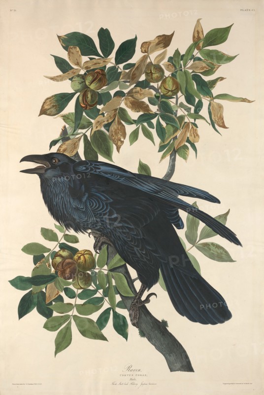 Raven, 1831.