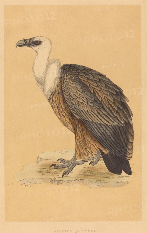 Griffon Vulture.