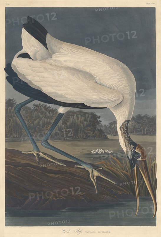 Wood Ibis, 1834.