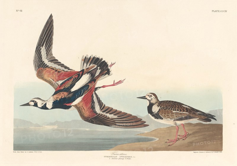 Turn-stone, 1836.
