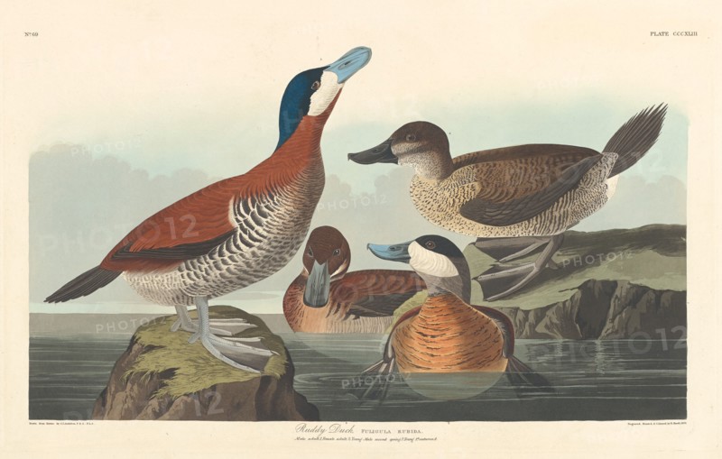Ruddy Duck, 1836.