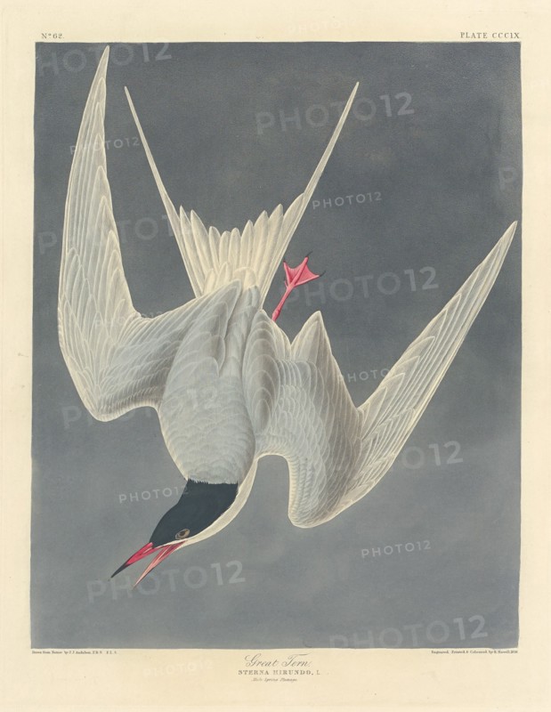 Great Tern, 1836.