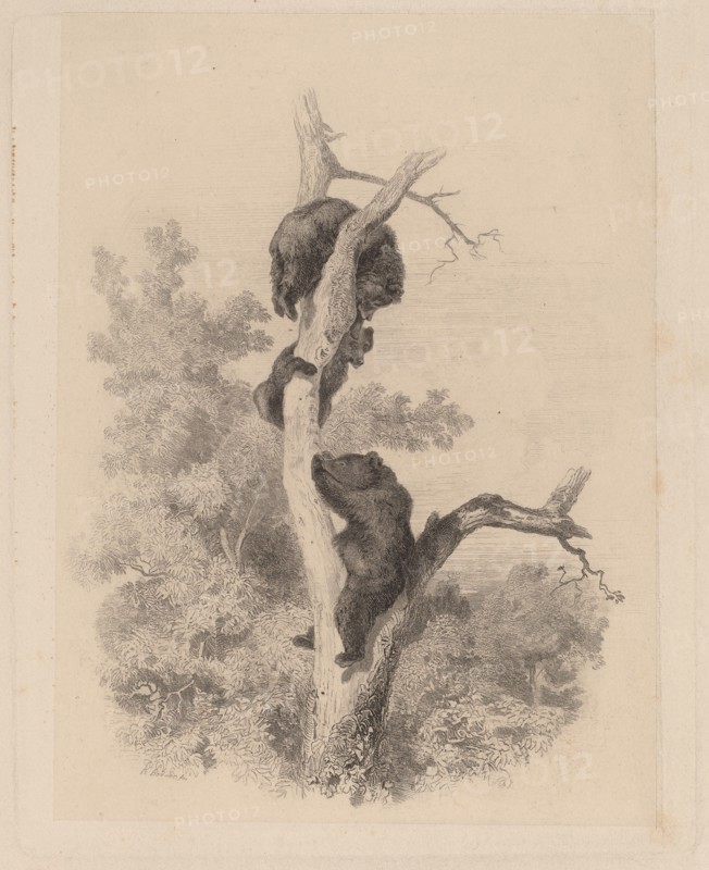 Les ours. [Bears].