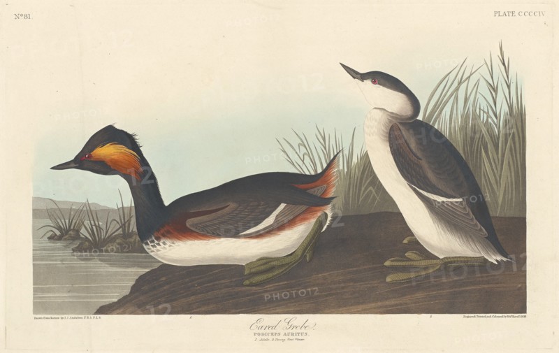 Eared Grebe, 1838.