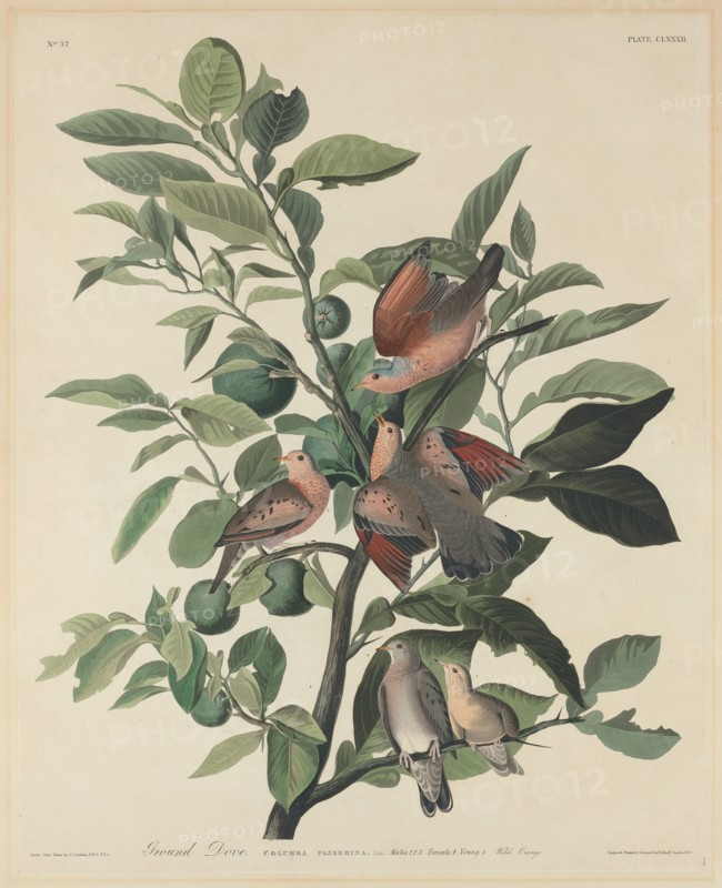 Ground Dove, 1833.