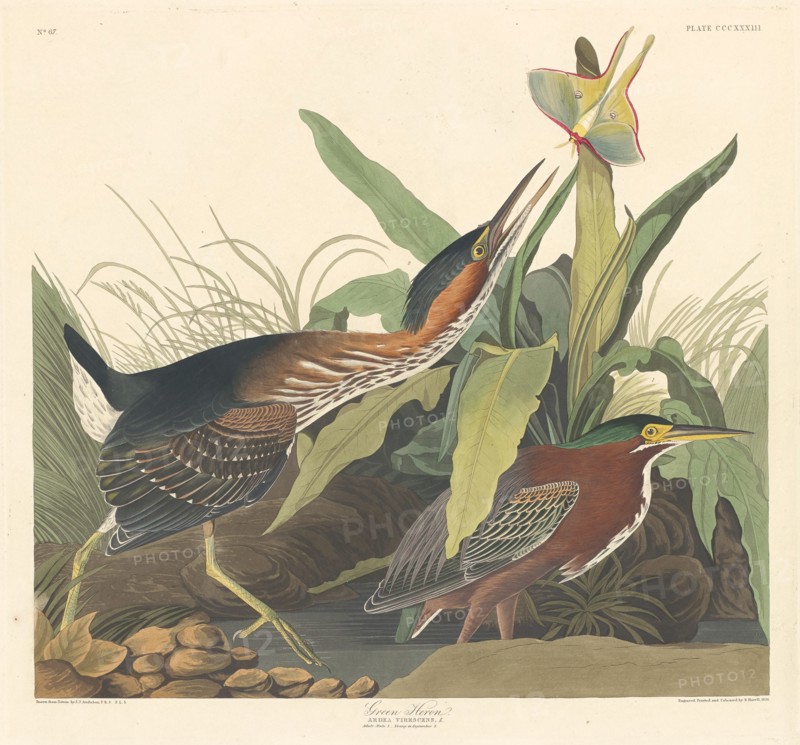 Green Heron, 1836.