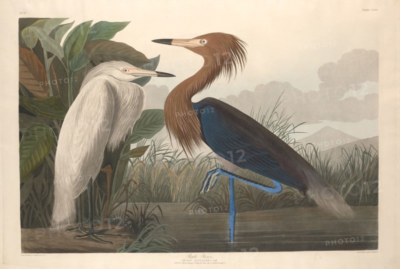 Purple Heron, 1835.
