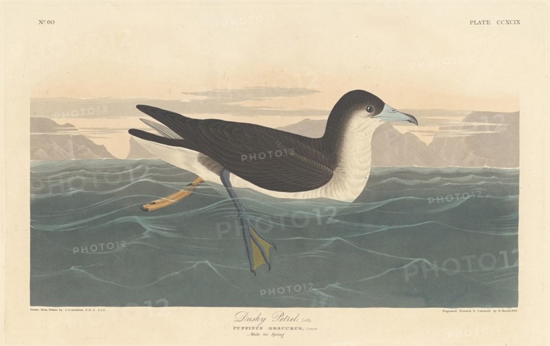 Dusky Petrel, 1836.