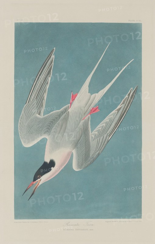 Roseate Tern, 1835.