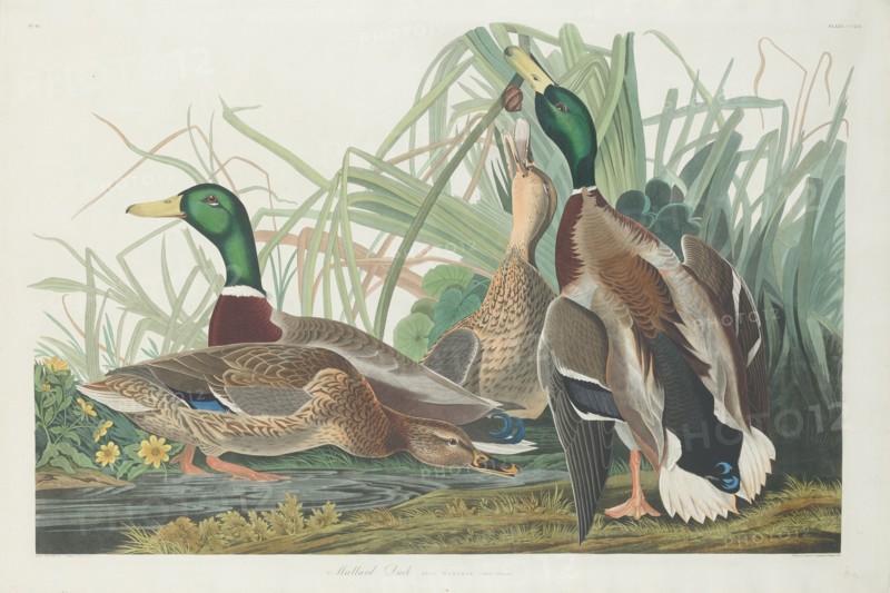 Mallard Duck, 1834.