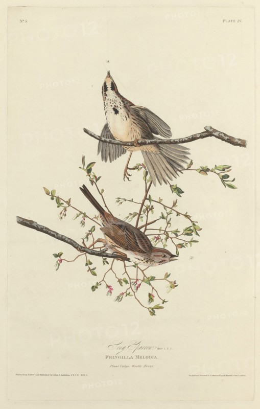 Song Sparrow, 1827.