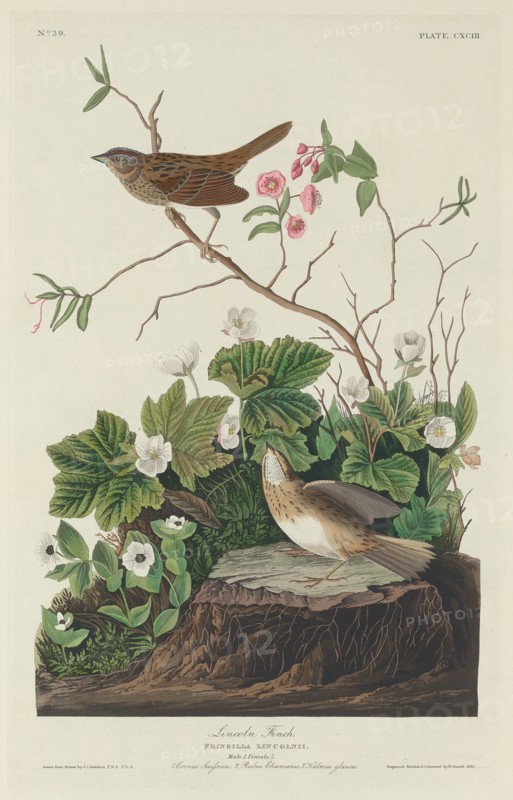 Lincoln Finch, 1834.