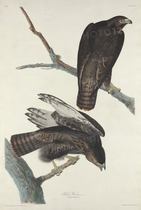 Black Warrior, 1830.